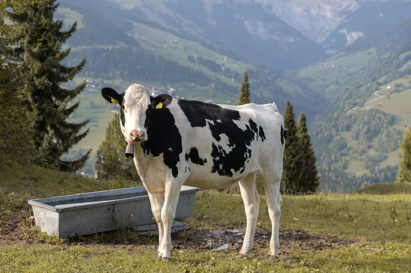 A black and white cow standing on top of a grass covered field
